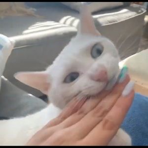 Meet your Posher, Jules